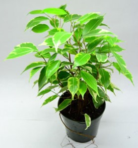 cultivarea benjamina Ficus și întreținere, conac exemplar