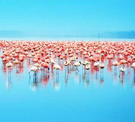Flamingo fotografie