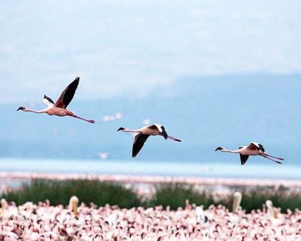 Flamingo fotografie