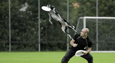 Frisbee Dog (Frisbee Dog) - istorie, rasa, regulile de concurență