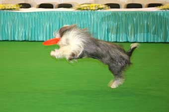 Frisbee - un sport cu un câine