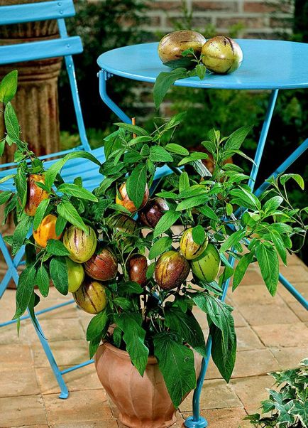 Pepino fructe - cultivarea Pepino la domiciliu