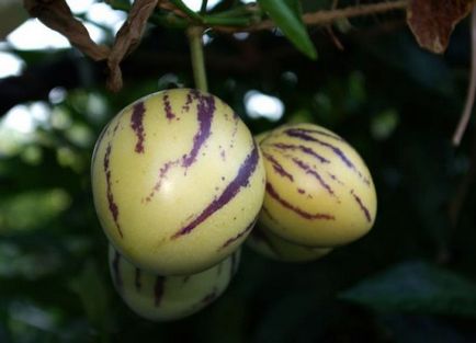 Pepino fructe - cultivarea Pepino la domiciliu