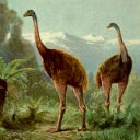 Tuatara (Tuatara) - reptile au supraviețuit dinozaurilor, la marginea lumii