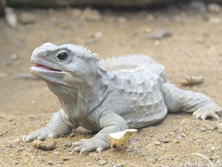 Tuatara (Tuatara) - reptile au supraviețuit dinozaurilor, la marginea lumii