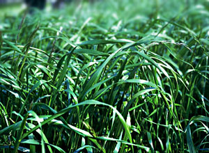 raigrasul de gazon de iarbă (sau raigrasul) - gorgazon