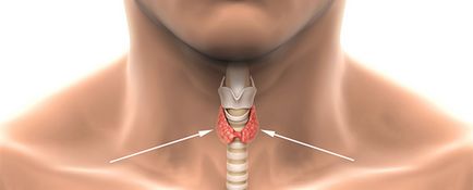 În cazul în care este glanda tiroidă în fotografii bărbați și femei