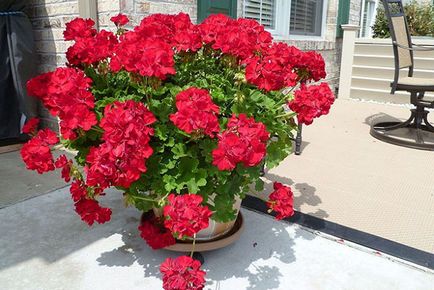 Geranium - decuparea pentru flori luxuriante în primăvară la domiciliu, video