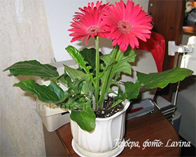 gerbera gerbera