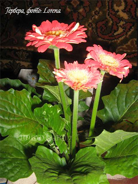 gerbera gerbera