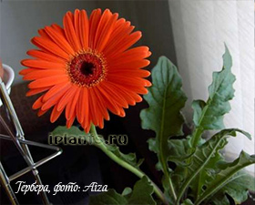 gerbera gerbera