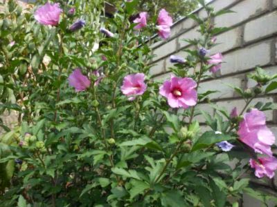 Hibiscus de plantare și îngrijire de grădină în câmp deschis, reproducerea