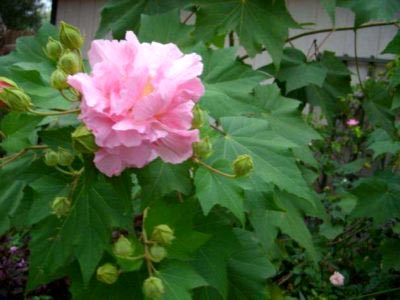 Hibiscus de plantare și îngrijire de grădină în câmp deschis, reproducerea