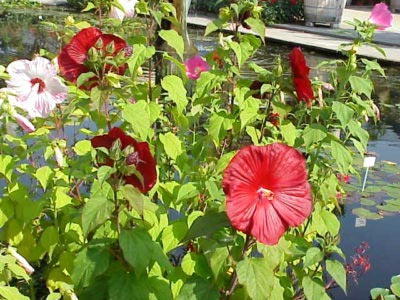 Hibiscus de plantare și îngrijire de grădină în câmp deschis, reproducerea