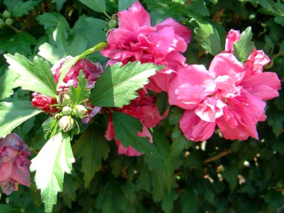 Hibiscus de plantare și îngrijire de grădină în câmp deschis, reproducerea