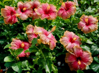 Hibiscus de plantare și îngrijire de grădină în câmp deschis, reproducerea