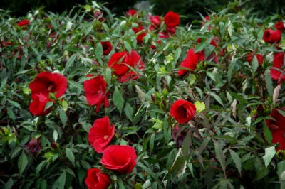 Hibiscus de plantare și îngrijire de grădină în câmp deschis, reproducerea