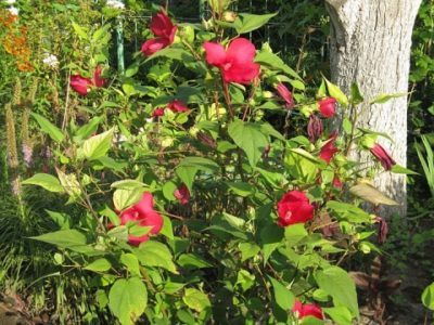Hibiscus de plantare și îngrijire de grădină în câmp deschis, reproducerea