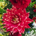 Hibiscus îngrijire grădină și de reproducere, foto și video