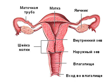 ecografie ginecologică 1