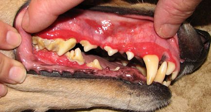 Gingivita simptomelor câini și tratament (cu fotografii), toate despre câini