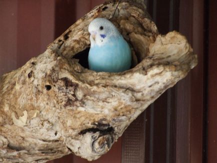 Jack (casă) pentru budgies - fotografii la dimensiune, cumpărare