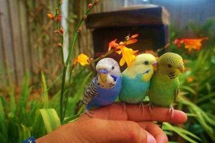 Jack (casă) pentru budgies - fotografii la dimensiune, cumpărare