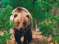 Voce urs mp3 voce maraitul urs brun (Ursus arctos) asculta gratuit online