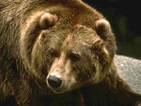 Voce urs mp3 voce maraitul urs brun (Ursus arctos) asculta gratuit online