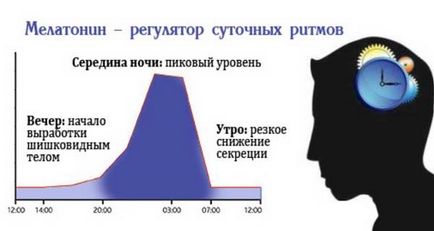 Hormonii de glanda pineală și funcția sa