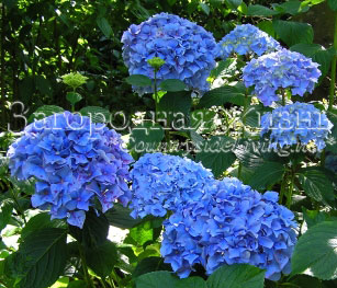 Hydrangea fotografii flori soiuri de îngrijire de reproducție cultivarea