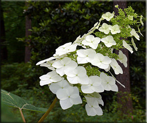 Hortensie (gidrangeya), (hydrangea)