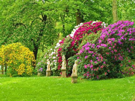 Hydrangea - descriere, tipuri, de îngrijire, de reproducție, fotografii