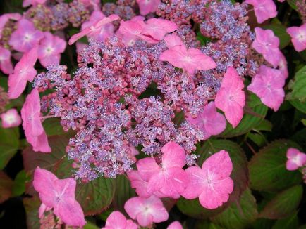 Hydrangea - descriere, tipuri, de îngrijire, de reproducție, fotografii