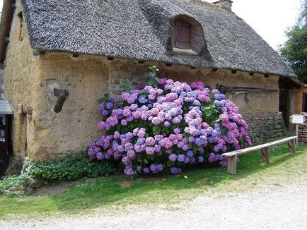 Hydrangea - descriere, tipuri, de îngrijire, de reproducție, fotografii