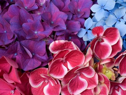 Hydrangea - descriere, tipuri, de îngrijire, de reproducție, fotografii