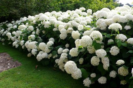 Hydrangea - descriere, tipuri, de îngrijire, de reproducție, fotografii