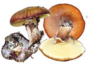 Boletus ciuperci, fotografie și descriere, o alimentație sănătoasă