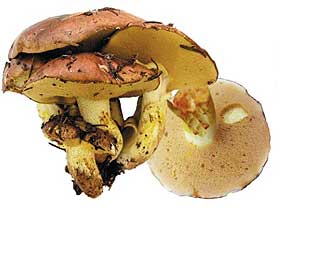 Boletus ciuperci, fotografie și descriere, o alimentație sănătoasă