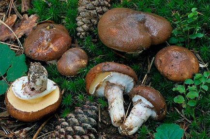 ciuperci Boletus - care sunt în creștere, fotografie, proprietăți utile