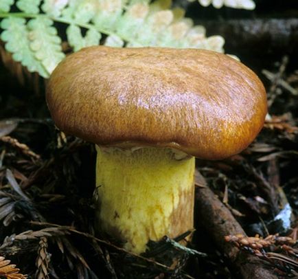 ciuperci Boletus - care sunt în creștere, fotografie, proprietăți utile