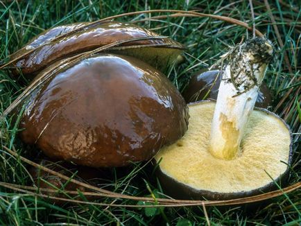 ciuperci Boletus - care sunt în creștere, fotografie, proprietăți utile