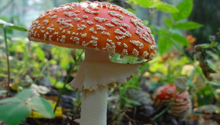 Ciuperci Amanita muscaria fotografie, descrierea și proprietățile medicinale ale acestuia tincturi