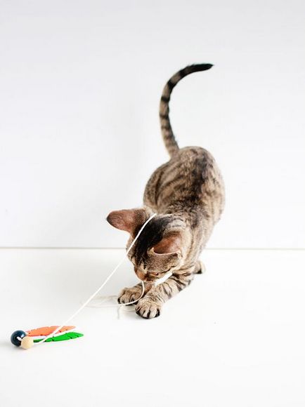 Jucărie pentru o pisica cu propriile sale mâini cele mai bune 50 de idei și opțiuni din fotografie