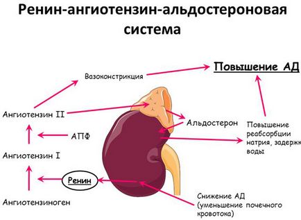 ACE lista de inhibitor de droguri, ceea ce este, mărturia eficienței lor