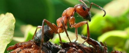 Cum să se ocupe de furnici în paturi