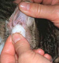 Cum pentru a curăța urechile instrucțiunilor pisicute pentru îngrijirea proprietarilor