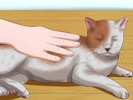 Cum de fier o pisica foarte nervos - vripmaster