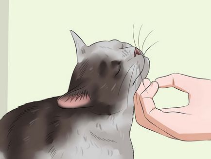 Cum de fier o pisica foarte nervos - vripmaster