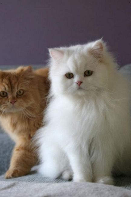 Ce sunt cunoscute de pisică pufos